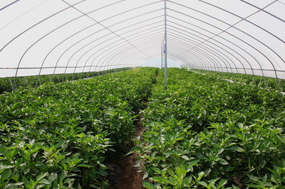 天水市蔬菜新品種現(xiàn)場(chǎng)觀摩會(huì)在清水縣召開(組圖)