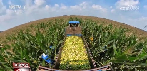 小玉米 七十二變 為農業高質量發展鋪就 黃金路