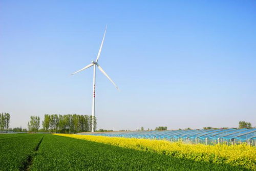 臨邑臨南鎮 傾力發展智慧農業,打造番茄特色小鎮