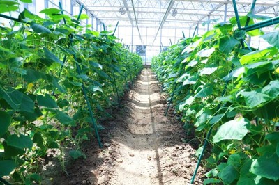 彩食鮮農(nóng)業(yè)合作基地獲中國良好農(nóng)業(yè)規(guī)范GAP一級認(rèn)證,樹立高標(biāo)準(zhǔn)基地標(biāo)桿