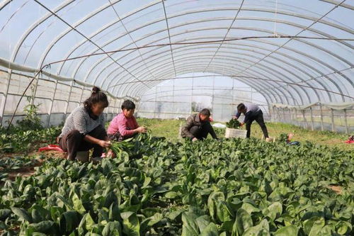 睢縣 發(fā)展特色農(nóng)產(chǎn)品品牌建設(shè)，助農(nóng)增收助力鄉(xiāng)村振興