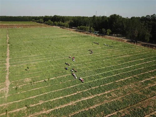沙河鎮(zhèn) 以中草藥種植為“靈丹妙藥”，全力打造特色農(nóng)業(yè)小鎮(zhèn)