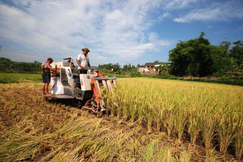 璧山現(xiàn)代農(nóng)業(yè)發(fā)展一季度成績單 農(nóng)業(yè)開發(fā)亮點(diǎn)紛呈，引領(lǐng)區(qū)域高質(zhì)量發(fā)展