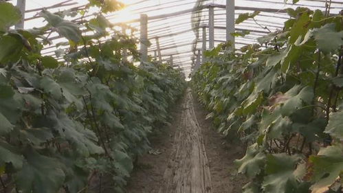 膠州 135個(gè)農(nóng)產(chǎn)品品牌引領(lǐng)農(nóng)業(yè)產(chǎn)業(yè)升級，推動全域農(nóng)業(yè)開發(fā)