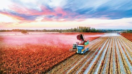 完整準(zhǔn)確貫徹新時(shí)代黨的治疆方略 以高質(zhì)量農(nóng)業(yè)開發(fā)扎實(shí)推進(jìn)中國式現(xiàn)代化的新疆實(shí)踐